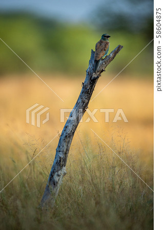 european roller, bird, nature 58604875