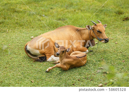 Tropical light Asian cow with a child resting 58605328