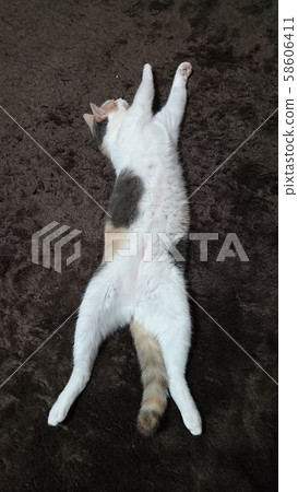 肚臍 肚臍 58606411