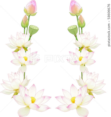 蓮花 58606676