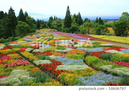 Spring Kuju Flower Park 58606797