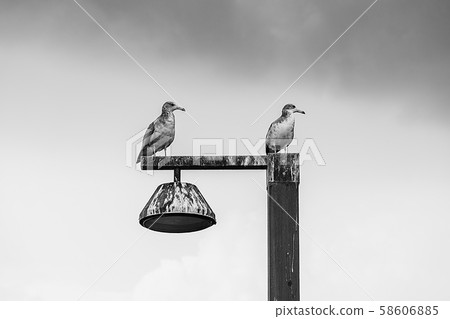 Seagull Seagull 58606885