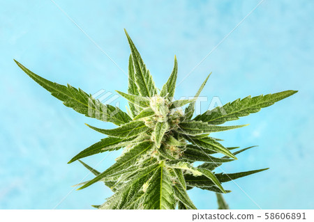 Flowering cannabis buds before harvest, macro photo on a blue bakground Flowering cannabis buds before harvest, macro photo on a blue bakground 58606891