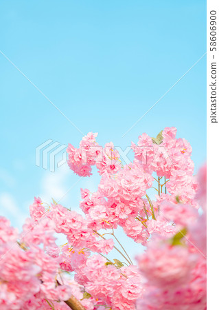 Cherry Blossom Cherry Blossom 58606900