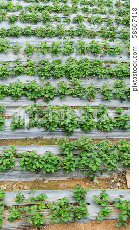 A row of strawberry plants in a top view. 58607418