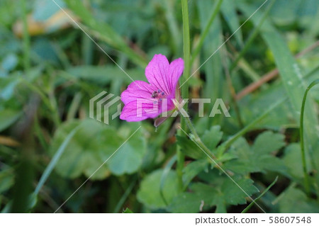 Gennoshoco flowering 58607548