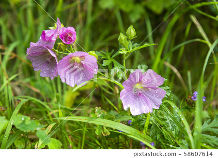 Purple flowers between rocks in mountains Purple flowers between rocks in mountains 58607614
