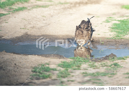 hawk drinking water from the pond hawk drinking water from the pond 58607617
