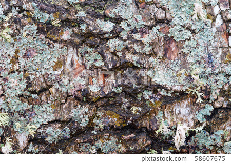 turquoise lichen Parmelia on birch, tree bark with 58607675
