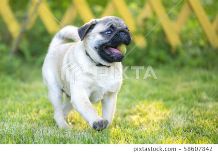 Happy fat Pug playing with ball in garden Happy fat Pug playing with ball in garden 58607842