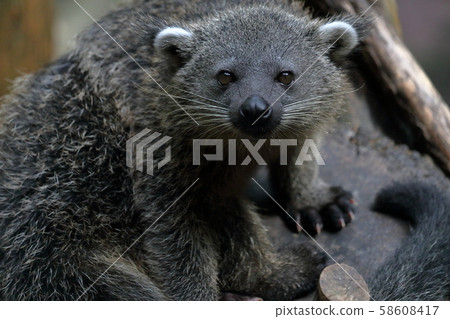 Bintorong Child Bintorong Child 58608417