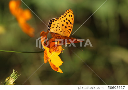 Flowers and butterflies Flowers and butterflies 58608617