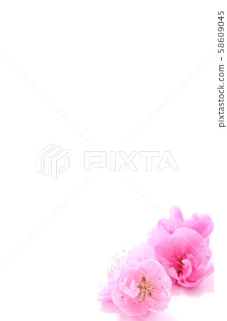 Background material Peach blossom white background 58609045