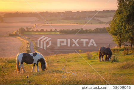 Horses pasturing in a rural landscape under warm sunlight with blue yellow and orange colors grazing Horses pasturing in a rural landscape under warm sunlight with blue yellow and orange colors grazing 58609046