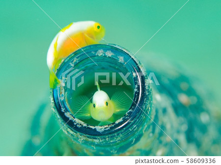 Nakamoto Irowake goby Nakamoto Irowake goby 58609336