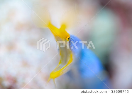 Hana beetle 58609745