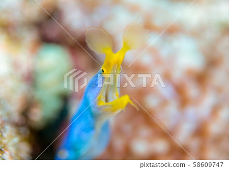 Hana beetle Hana beetle 58609747