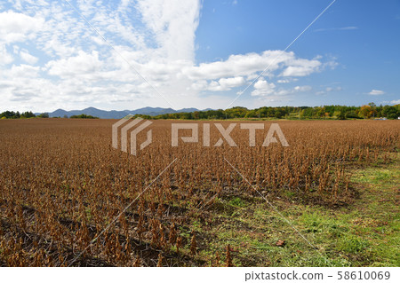 Photographing the landscape of soybean fields that have come to harvest time in the Sakai area of Atsawabe-cho, Hokkaido 58610069