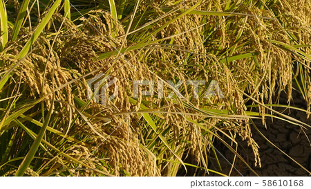 Agricultural image (rice farming) Agricultural image (rice farming) 58610168