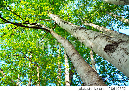 Chiruma forest Chiruma forest 58610252