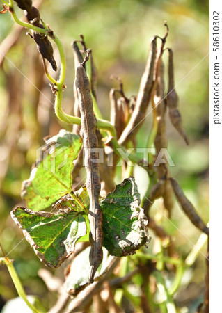 在北海道厚澤町酒井地區拍攝收穫時的紅豆田景觀 58610302