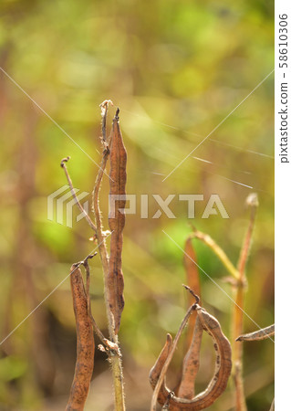 在北海道厚澤町酒井地區拍攝收穫時的紅豆田景觀 58610306