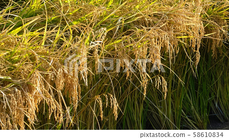 農業形象（水稻種植） 58610834