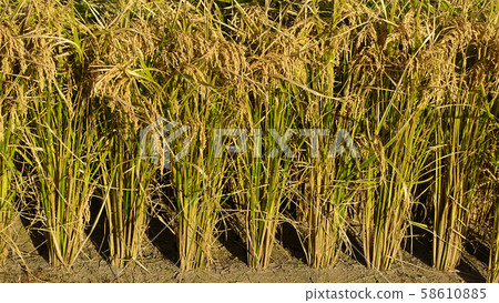 Agricultural image (rice farming) 58610885