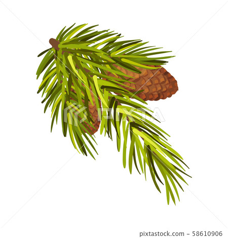 Green Spruce Branch With Two Cones Hidden... - Stock Illustration ...