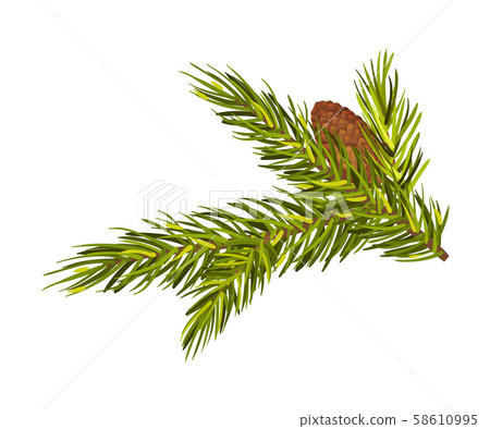 Green Spruce Twig With Cone Set Up Vector... - Stock Illustration ...