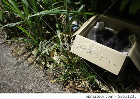 abandoned cat 58611233