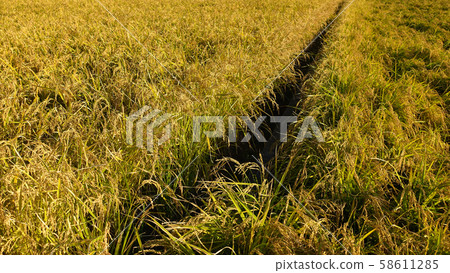 Agricultural image (rice farming) 58611285