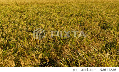 Agricultural image (rice farming) 58611286
