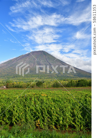 拍攝即將在北海道馬克卡里村收穫的長門町田野和八Yo山（富士山）的風景 58611353