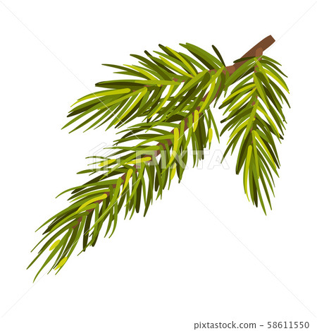 Lush Green Spruce Twig Vector Illustration Isolated On White Background Lush Green Spruce Twig Vector Illustration Isolated On White Background 58611550