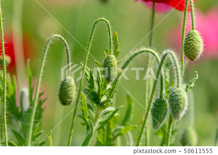 Poppy Poppy 58611555