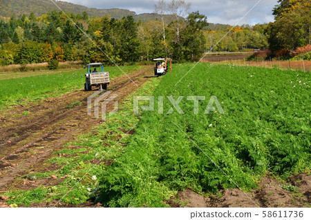 Photographing the scenery of harvesting carrots in Makkari Village, Hokkaido Photographing the scenery of harvesting carrots in Makkari Village, Hokkaido 58611736