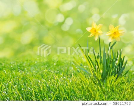 Yellow daffodil flowers isolated on the green Yellow daffodil flowers isolated on the green 58611793