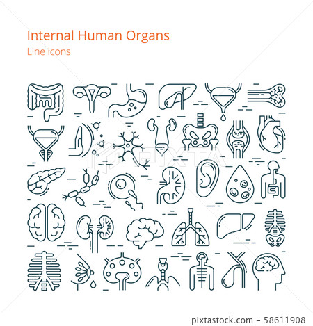 Large set of linear vector icons of human internal organs. 58611908