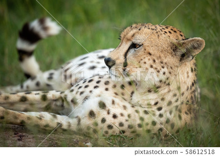 Close-up of cheetah lying in tall grass Close-up of cheetah lying in tall grass 58612518