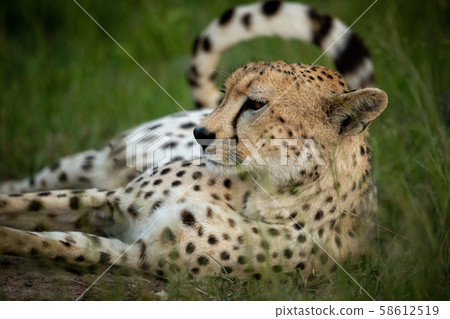 Close-up of cheetah lying in long grass Close-up of cheetah lying in long grass 58612519