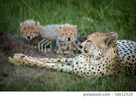 Close-up of cheetah lying by two cubs 58612520