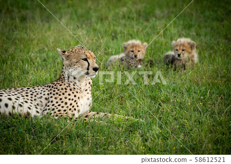 Close-up of cheetah lying beside two cubs Close-up of cheetah lying beside two cubs 58612521