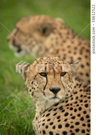 Close-up of cheetah lying beside blurred brother Close-up of cheetah lying beside blurred brother 58612522
