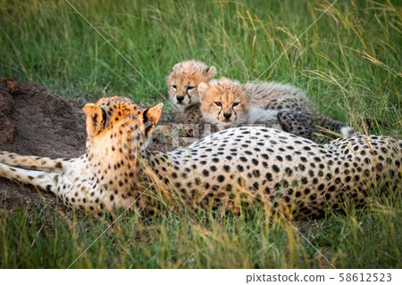Close-up of cheetah lying alongside two cubs 58612523