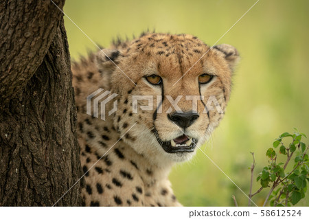 Close-up of cheetah looking round tree trunk Close-up of cheetah looking round tree trunk 58612524