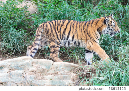 Tama Zoo Park Amur Tiger Children Tama Zoo Park Amur Tiger Children 58613123