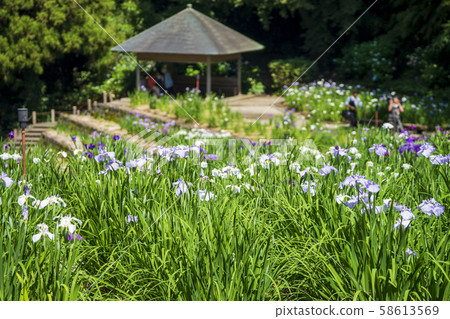金澤花卉園(柏山公園) 金澤花卉園(柏山公園) 58613569
