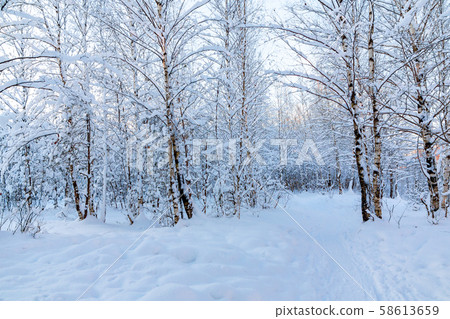 Snow-covered tree branches in the winter forest against the blue sky in the sunset light 58613659