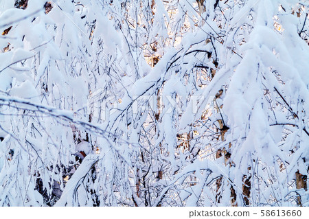 Beautiful winter landscape. Snow-covered branches of bushes in the light of sunset, can be used as a 58613660